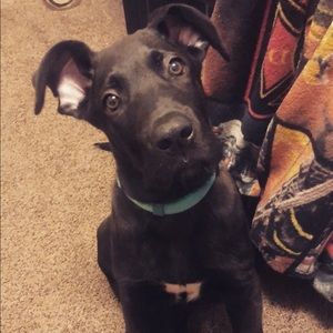 Meet your Posher, Allyson